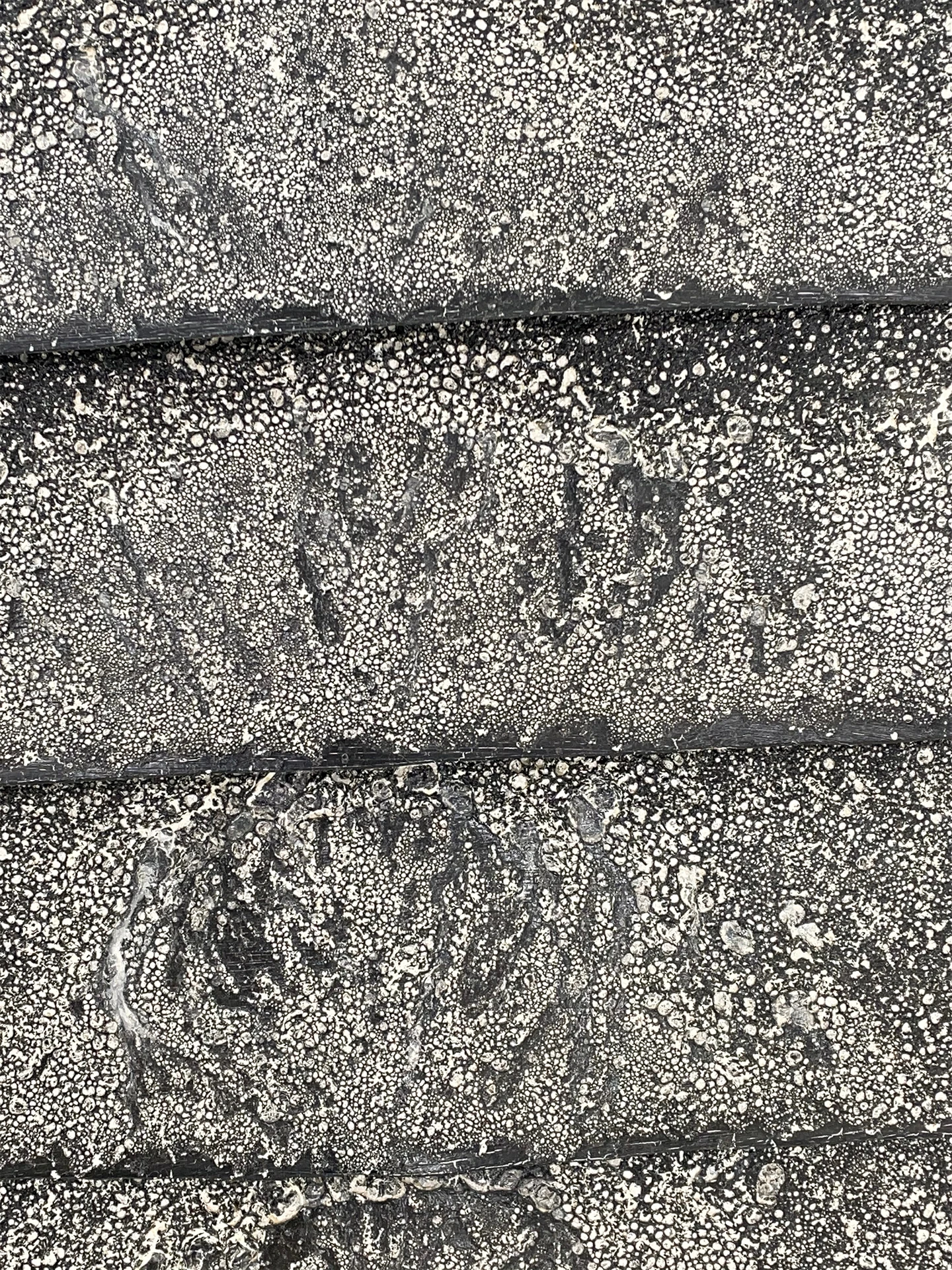 Teja enfrentada en penumbra detalle 1