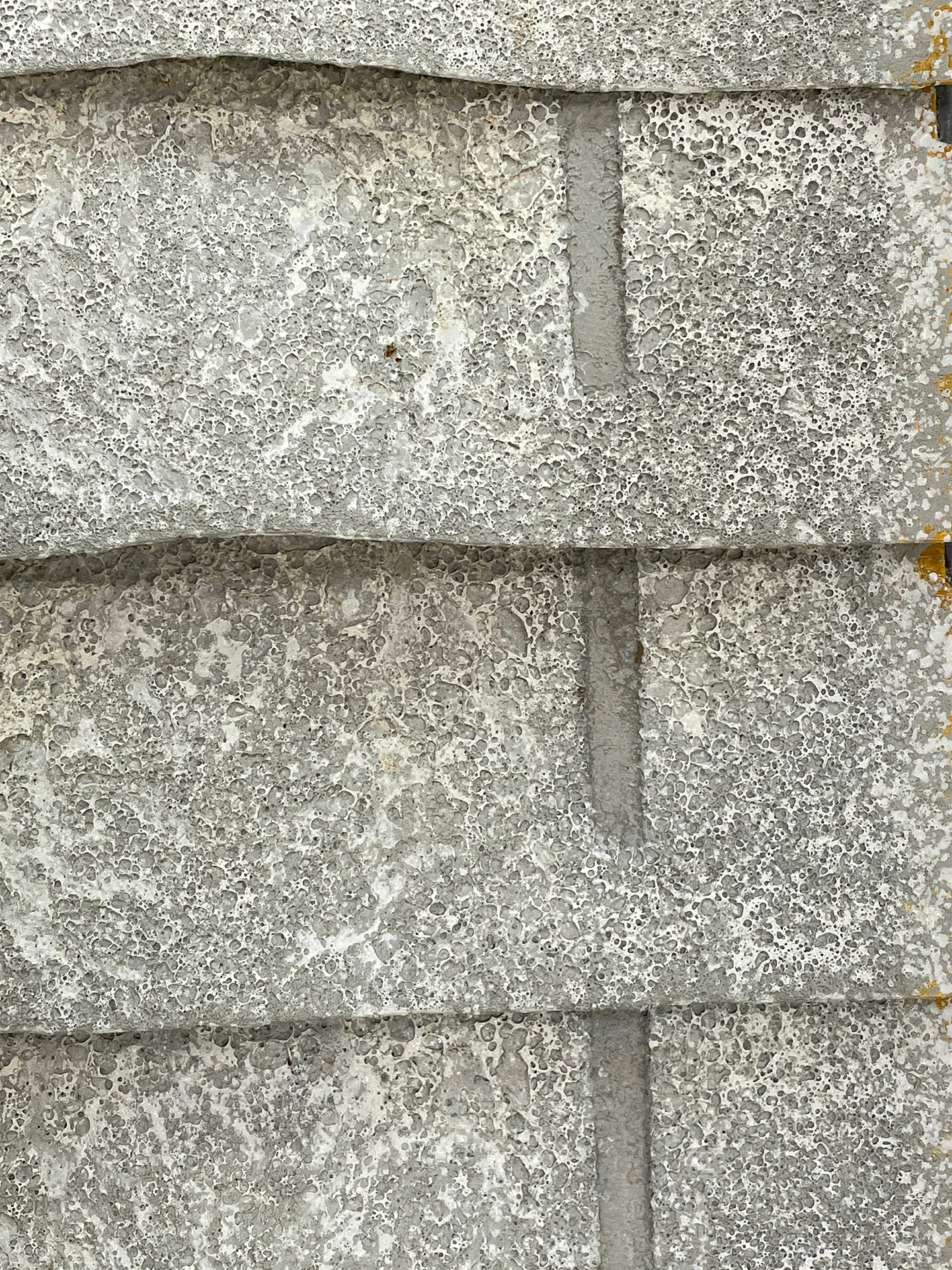 Teja enfrentada de bruma detalle 1