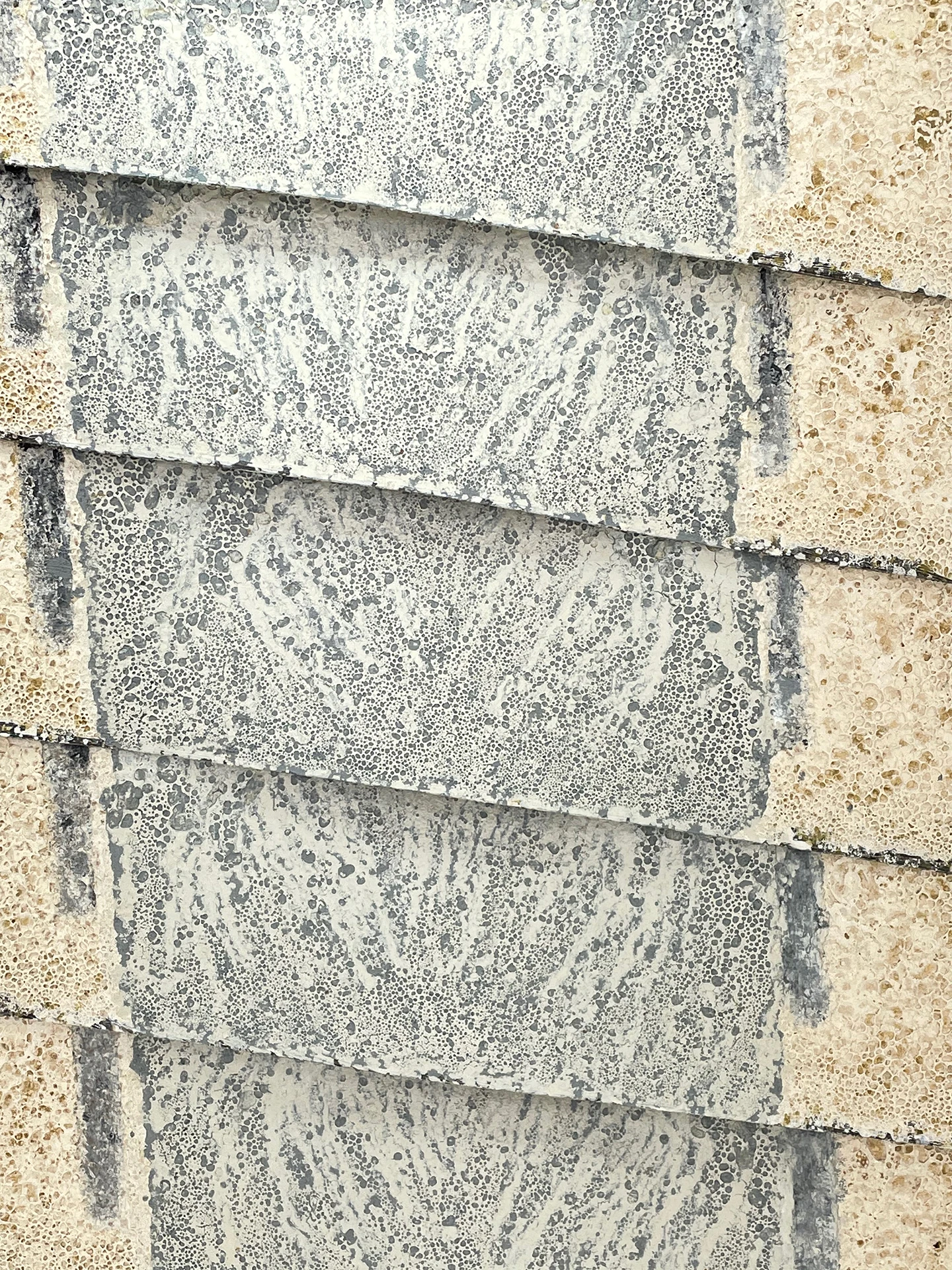 Teja de ceniza enfrentada detalle 1